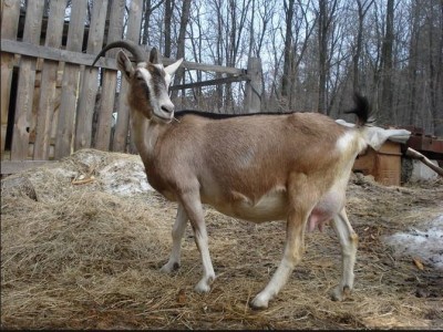Альпийская порода коз - фото и описание