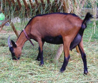 Содержание чешской породы коз