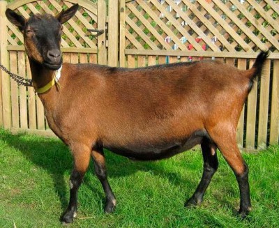 Немецкая пестрая коза
