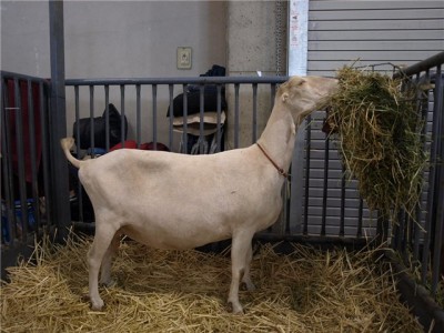 Рацион питания коз породы Ламанча