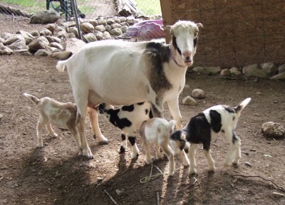 Разведение коз породы Ламанча