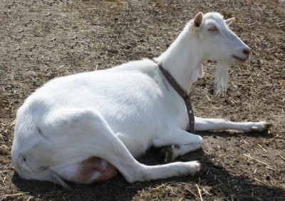 Содержание козы породы Ламанча