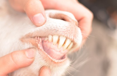 Определение возраста козы по зубам