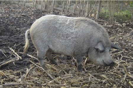 Свинья породы мангал