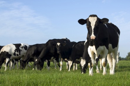 Лучшие породы молочных коров 