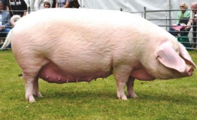Беконные породы свиней