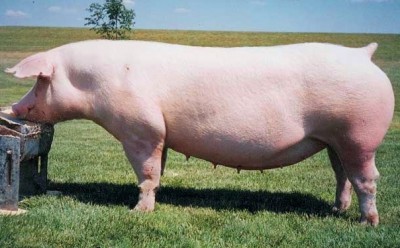Беконные породы свиней - Ландрас