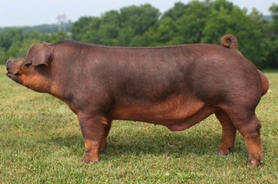 Беконная порода свиней – Дюрок