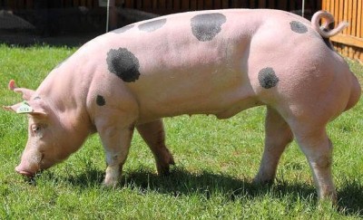 Беконная порода свиней – Пьетрен