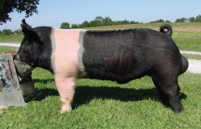 Беконная порода свиней – Гемпширская