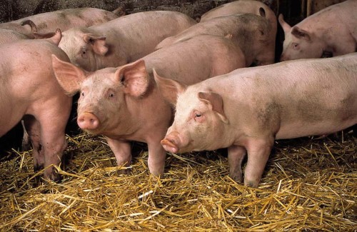 Бизнес-план для получения субсидии свиноводство
