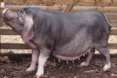 Внешний вид китайской породы свиней