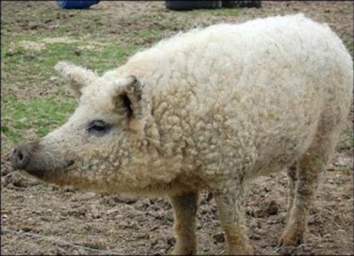 Белая свинья породы венгерская мангалица
