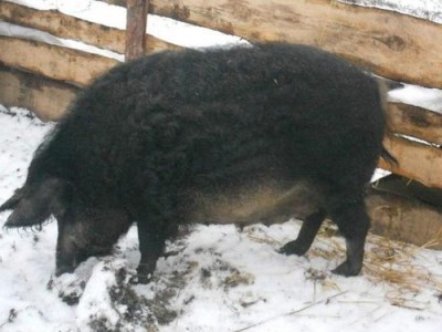 Черная свинья породы венгерская мангалица