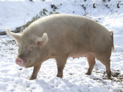 Порода свиней сибирская
