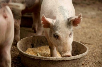 Откорм сибирской породы свиней