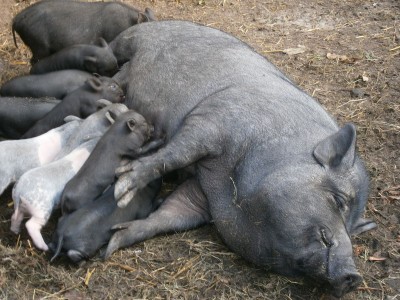 Помет вьетнамской свиньи