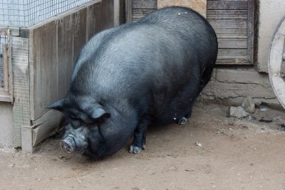 Внешний вид вьетнамской свиньи