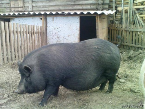 Вислобрюхая Вьетнамская свинья
