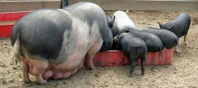 Рацион питания вьетнамской свиньи