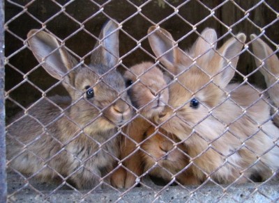 Выбор клетки для содержания кроликов