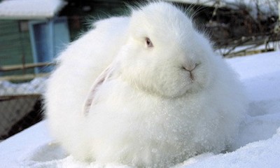 Кролик породы Белый пуховый
