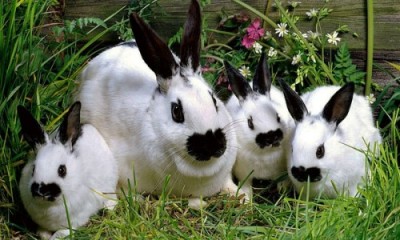 Семейство кроликов породы бабочка