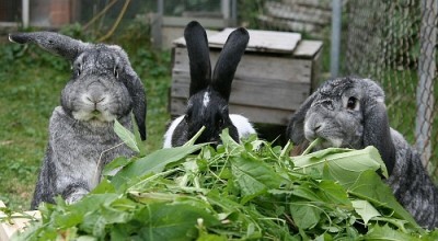 Рацион питания кроликов