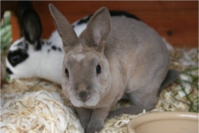 Содержание и уход за кроликами породы Рекс