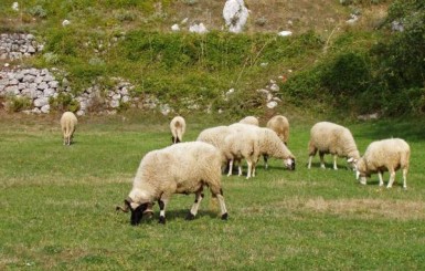 Пастбище для овец