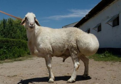 Курдючная порода овец