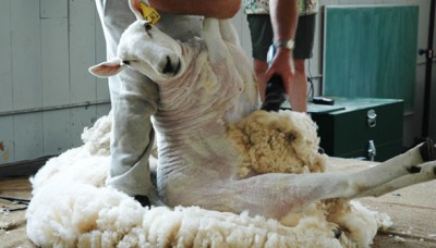 Реализация овечьей шерсти