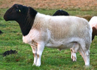 Порода овец Дорпер