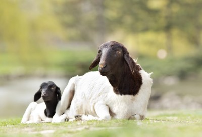 Овца и ягнёнок породы дорпер