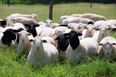 Стадо овец породы дорпер