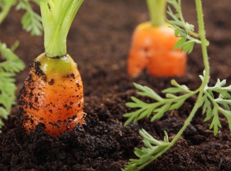 Бизнес на выращивании моркови