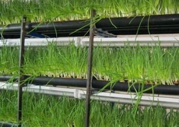 Технология выращивания лука в подвале