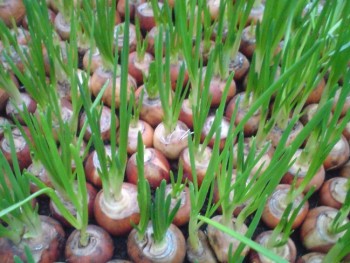Технология выращивания зеленого лука в помещении