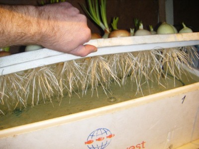 Пенопласт в гидропонике для выращивания зеленого лука