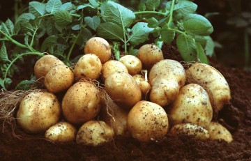 Выращивание картошки как бизнес