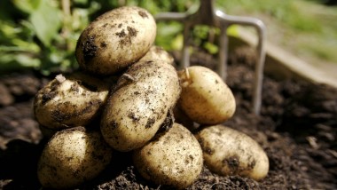 Технологии по выращиванию картофеля