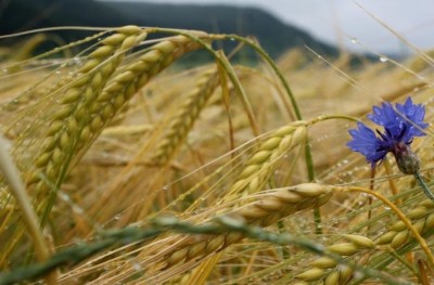 Выращивание озимой пшеницы в России