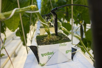 Система выращивания огурцов гидропонным методом