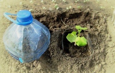 Выращивание огурцов в пластиковых бутылках