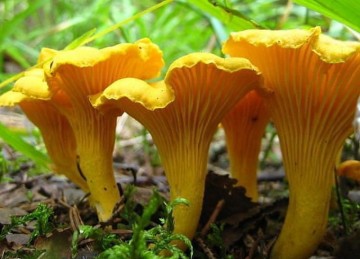 Выращивание грибов лисичек в домашних условиях