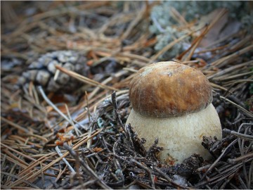 Варианты посевов белого гриба