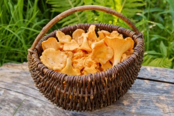 Способы выращивания грибов лисичек