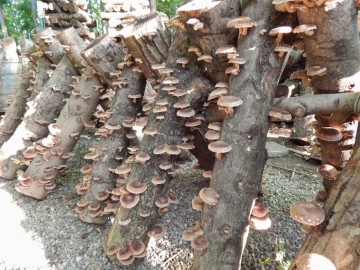Вертикальное размещение поленья с грибами