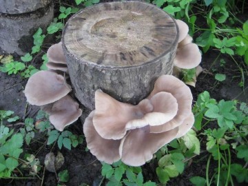 Высаживание пеньков с грибами