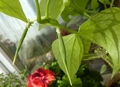 Выращивание фасоли на окне